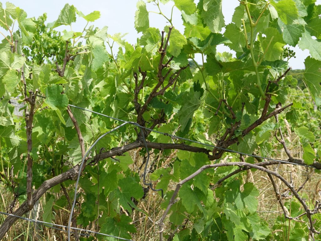 Recensement des vignes non cultivées