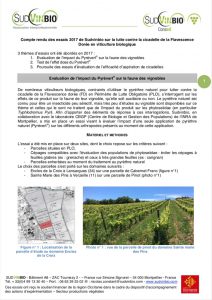 Essais de SudVinBio sur la lutte contre la cicadelle de la flavescence dorée