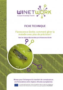 Flavescence dorée : comment gérer la maladie avec plus de précision ?